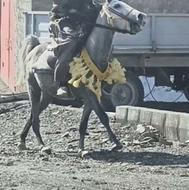 اسب نریان بسیار زیبا سرو دم گیر