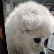 واگذاری سگ بسیار فهیده