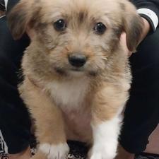 پت خونگی 2 ماهه