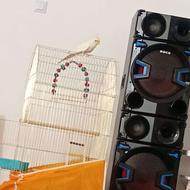 یک عدد عروس هلندی ماده همراه با قفس و تزیئنات