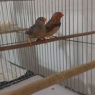 فنچ جغدی مولد وزبرا کینگ اورنج