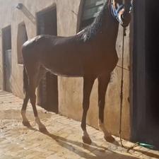 مادیون عرب حیوانات مزرعه‌ای