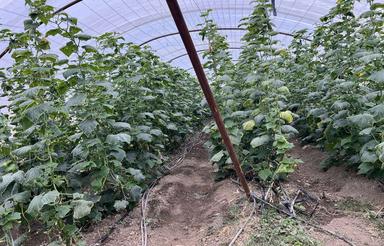 فروش سوله گلخونه خیار