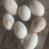 تخم غاز نطفه دار