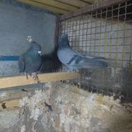 فروش یه جفت کبوتر ماده کاکلی