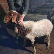 گوسفندماده خوشگل