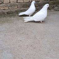 پرنده قفسی و طوقی