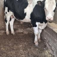 گوساله سیمنتال نر