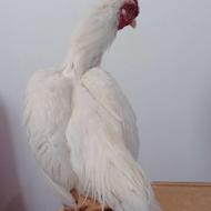 خروس لاری کوشامو