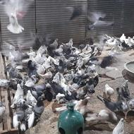 تعدد 500عدد کبوتر پرشی