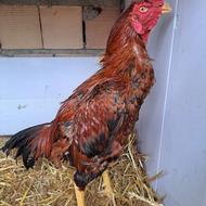 خروس لاری عالی