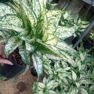 فروش آگلونما برفی باکیفیت