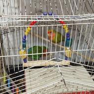 معاوضه طوطی عروس.طوطی برزیلی ومرغ عشق باهرچیزی که بکارم بیاد