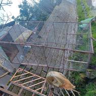 قفس آهنی بزرگ برای مرغ و خروس با در آهنی سالم