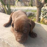 سگ پیتبول نژاد اصل واگذاری