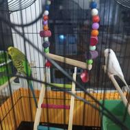 مرغ عشق زیبا