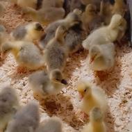 فروش جوجه غاز درجه یک سالم و سرحال