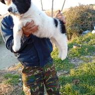 سگ توله خراسانی به شرط پدر مادر نصل دار واگذاری