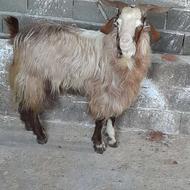 فروش بز نر چپش