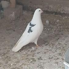 نر لکدوش سیاه جوجه سال