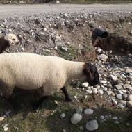 اصلاح نژاد گوسفند