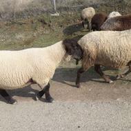 فروش نژاد قوچ