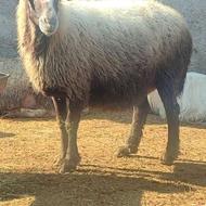 گوسفند آبستن شیر کرده نژاد تاب