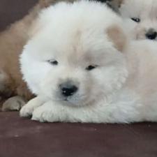 واگذارسگ نژاد چاو چاوموجود با کیفیت