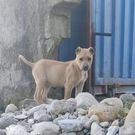 توله پیتبول آمریکایی اصیل واگذاری