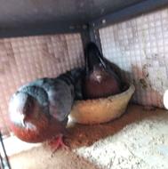 کفتر جفت ارشینگل