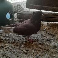 کبوترتهرانی