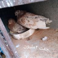 کفتر سرور 40سانتی