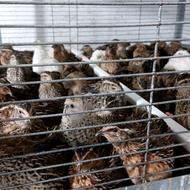 بلدرچین بالغ آماده کشتار سالم و سرحال