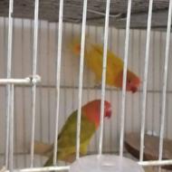 یه جفت کوتوله برزیلی یک سال با قفس حرفه ای