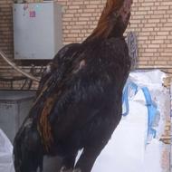 مرغ و خروس اوشامو خالص