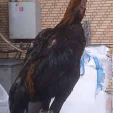 مرغ و خروس اوشامو خالص