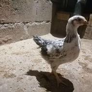 جوجه محلی و مرغ محلی خریدارم