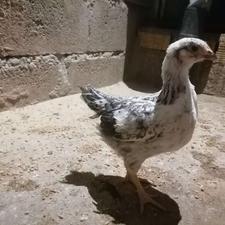 جوجه محلی و مرغ محلی خریدارم