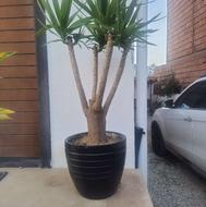 یوکا 4شاخ 7ساله با گلدون سفالی