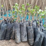 فروش نهال پسته و میوه