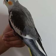 جوجه عروس هلندی