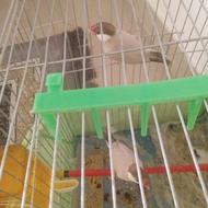 جفت فنچ نرگسی شکلاتی دم تخم