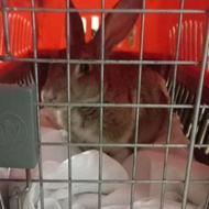 خرگوش و بچه خرگوش