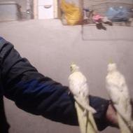 عروس هلندی دستی