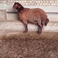 بره نر به شرط و سالم نژادقزل افشار مناسب برای قوچ گلهو کشتار