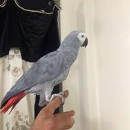 طوطی کاسکو دم قرمز