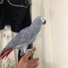 طوطی کاسکو دم قرمز