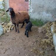 گوسفند با بره