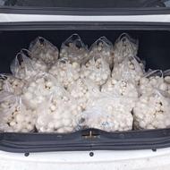 قارچ دکمه‌ای