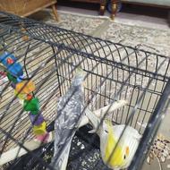 دو عدد عروس هلندی